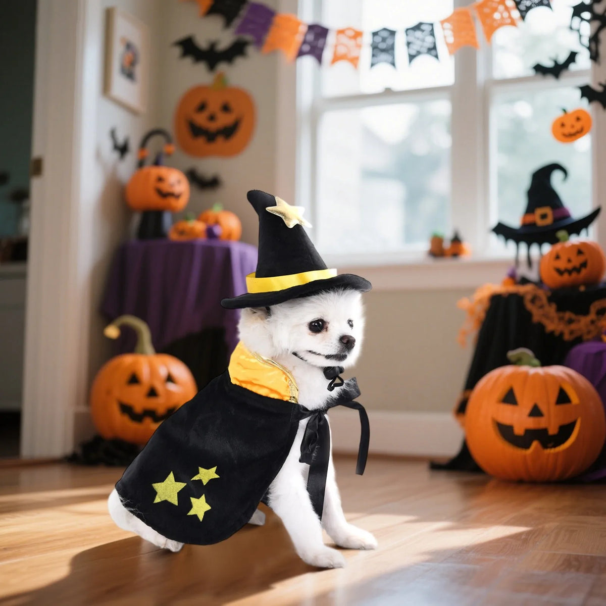 Halloween Pet Picks